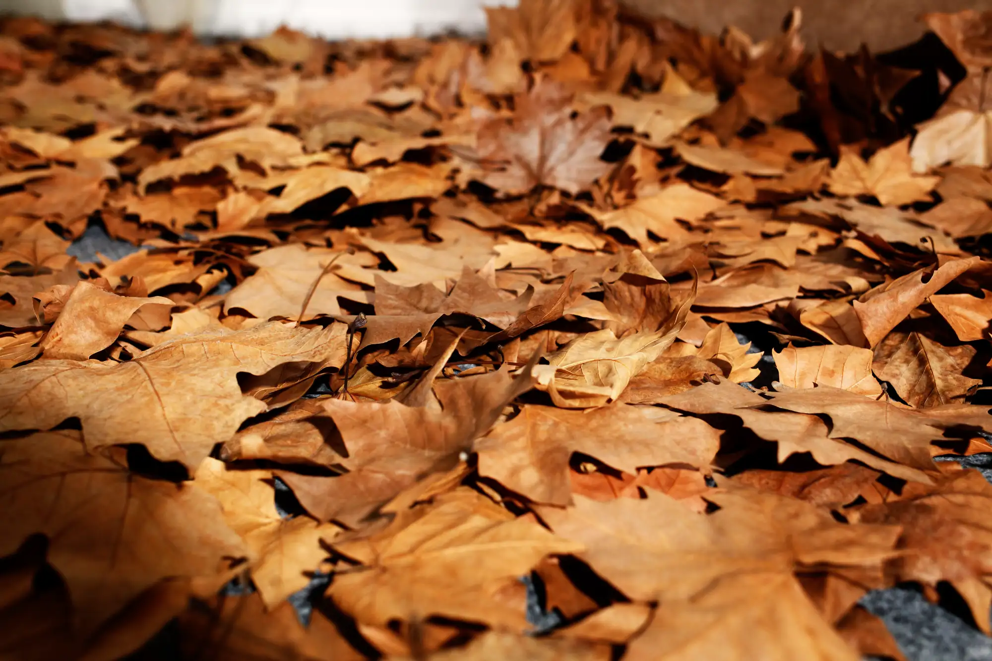 Otoño entrando en casa