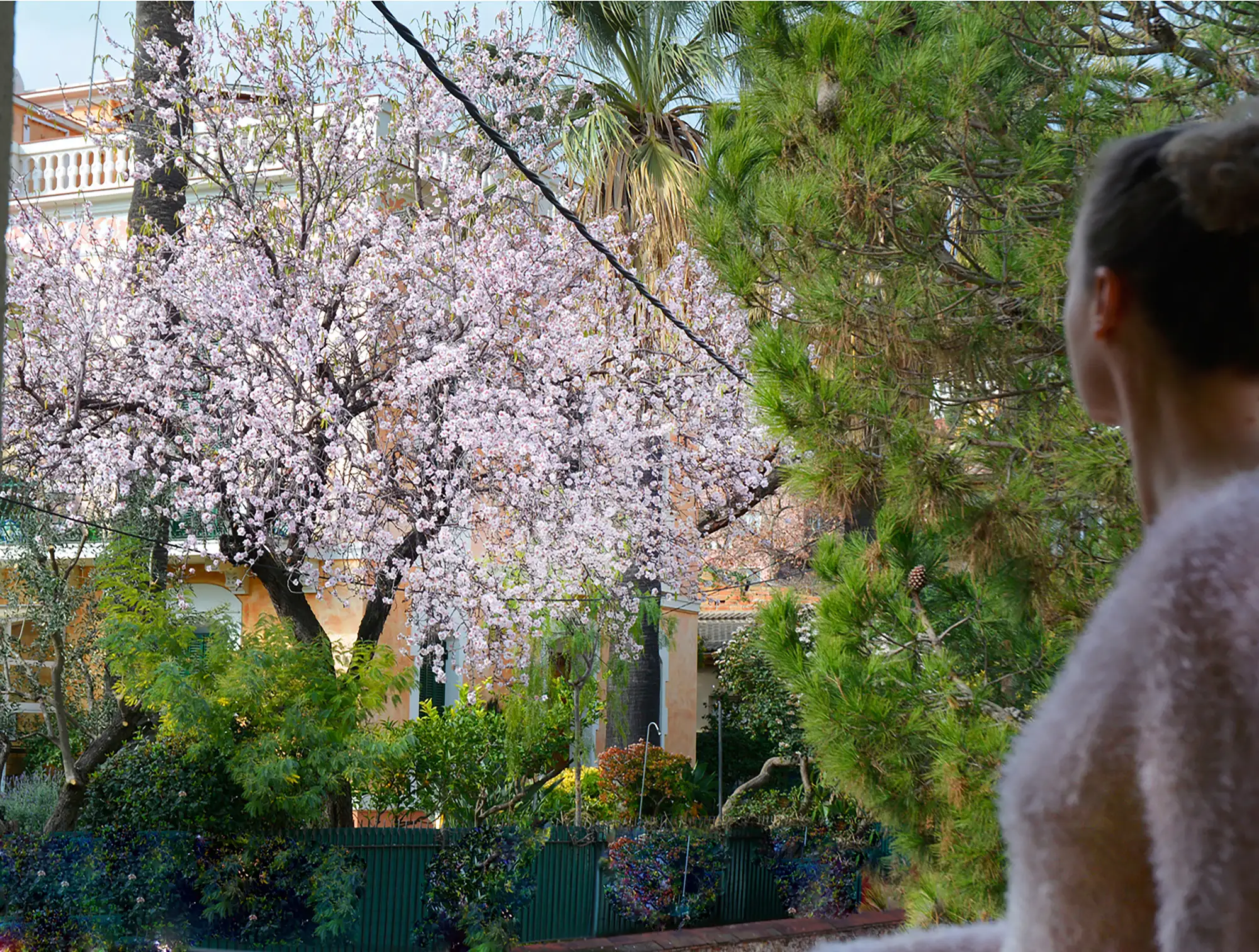 Como el árbol del vecino
